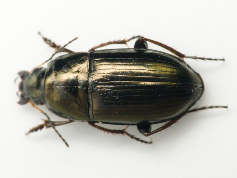 Carabidae Latreille, 1802